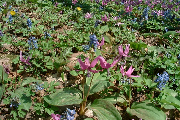 カタクリ開花情報