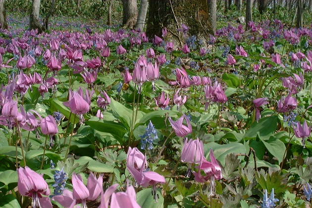 カタクリ開花情報