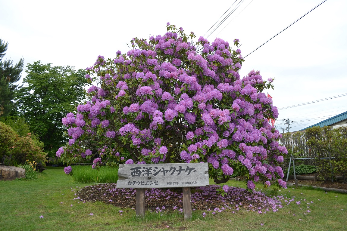 前庭の西洋シャクナゲが満開です 男山株式会社 公式ブログ 北の大地が造る酒