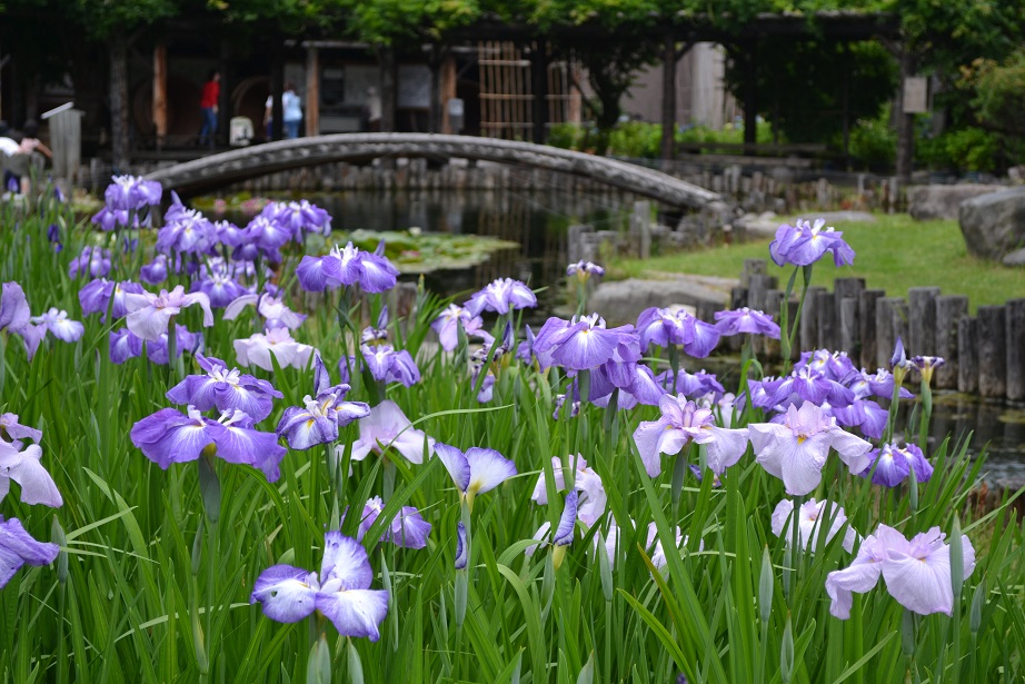 花しょうぶの見頃が近づいてまいりました！