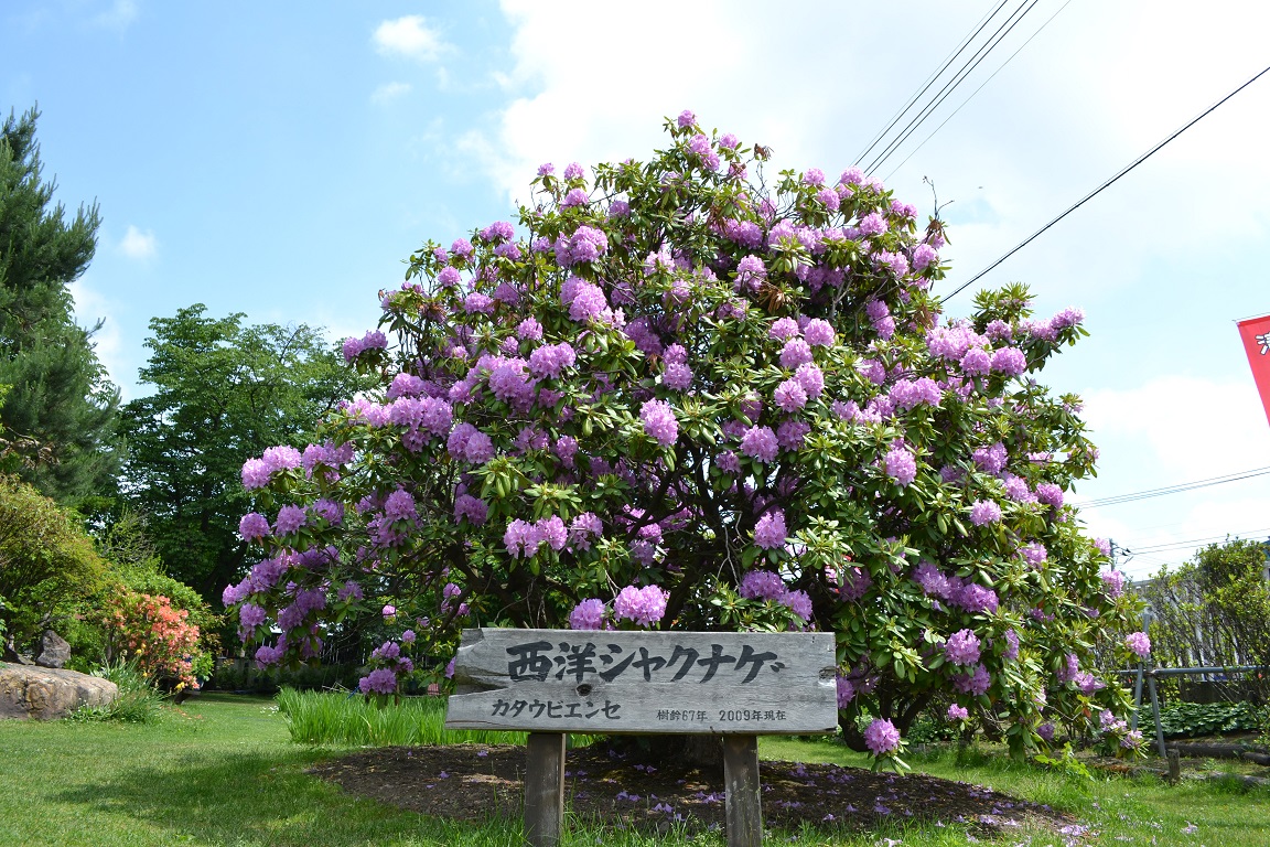 前庭の西洋シャクナゲが見頃です！