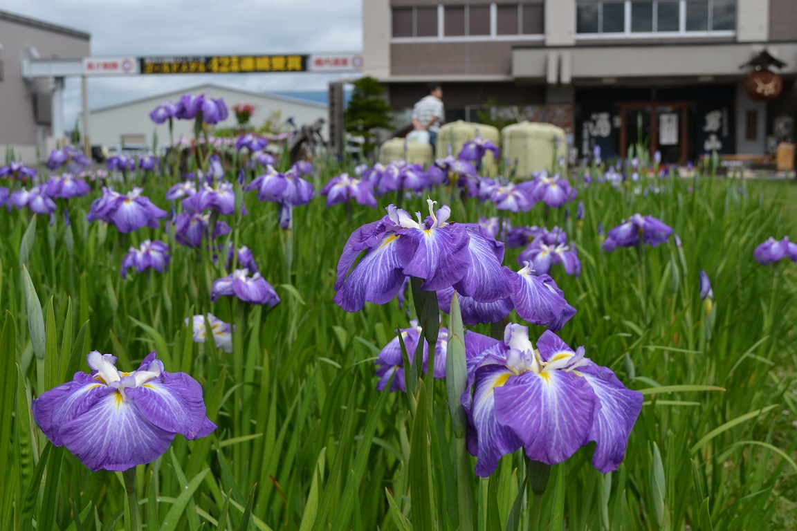 花しょうぶの見頃が近づいてまいりました！