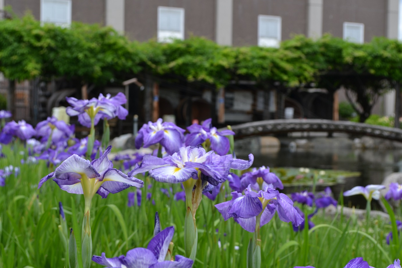 花しょうぶが見頃です！