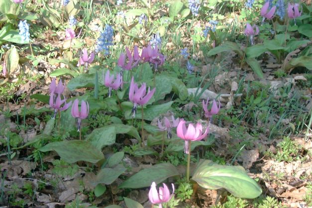 かたくり開花情報２０２６